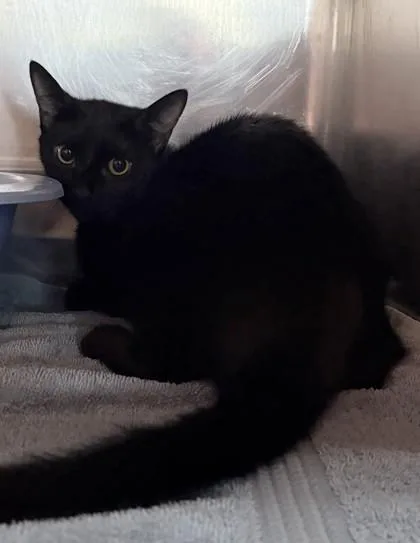 A young small-sized female Domestic Short Hair cat named Mage for adoption in Savannah, GA