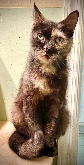 Darkstar thumbnail 2