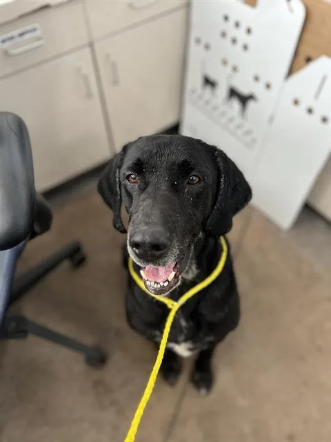 An adult large-sized male Mixed Breed dog named Nino for adoption in Dallas, TX