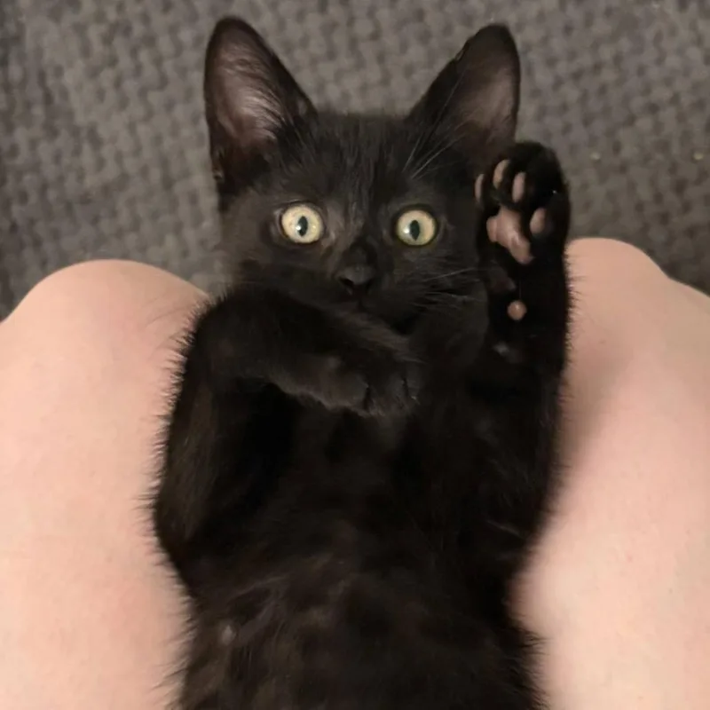 A baby small-sized male Black Domestic Short Hair cat named Frijol for adoption in Los Angeles, CA