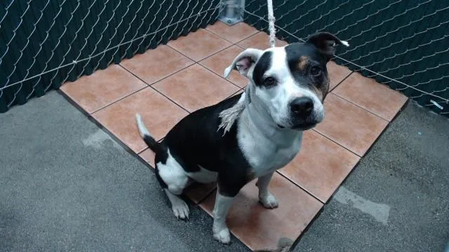 An adult medium-sized female Pit Bull Terrier dog named Sugar for adoption in Downey, CA