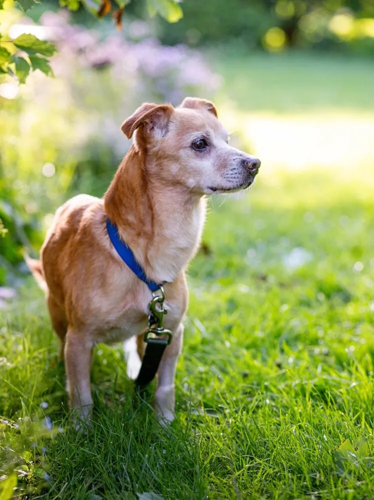 A senior small-sized male White / Cream Chihuahua dog named Oatey for adoption in Akron, OH