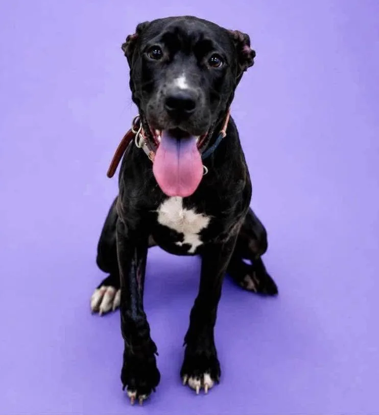 A baby medium-sized female Mixed Breed dog named Felicity for adoption in Charlotte, MI
