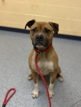 An adult large-sized male Boxer dog named Theo for adoption in Westland, MI