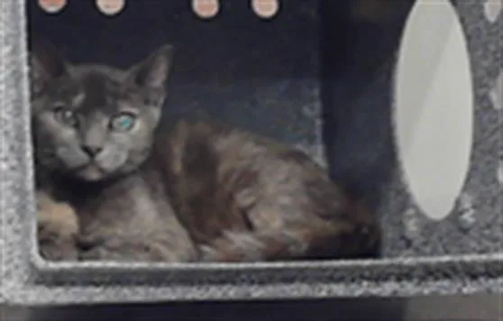 A young small-sized female Domestic Short Hair cat named Sansa for adoption in Houston, TX