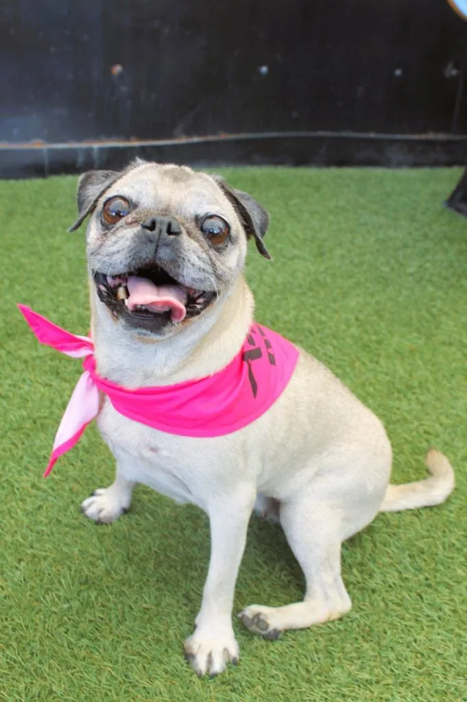 A senior small-sized female Pug dog named Jessy Bonded to Bullseye for adoption in Gardena, CA