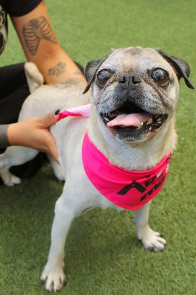 Jessy Bonded to Bullseye thumbnail 3