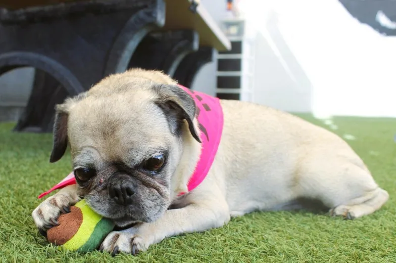 Jessy Bonded to Bullseye thumbnail 6