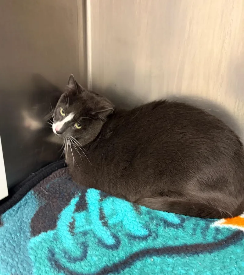 A young large-sized male Domestic Short Hair cat named Bacon for adoption in Liverpool, NY