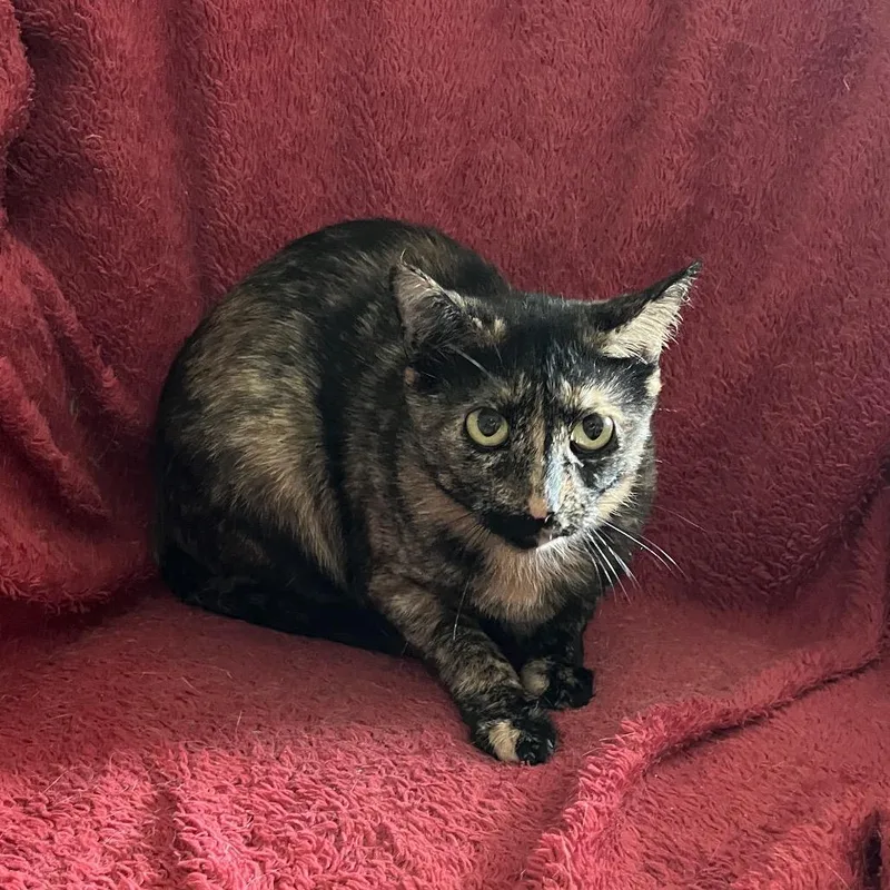 An adult medium-sized female Tortoiseshell Domestic Short Hair cat named Alisaie for adoption in Mount Juliet, TN