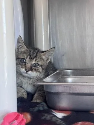 A young small-sized male Domestic Short Hair cat named Fitzgerald for adoption in Mount Pleasant, IA