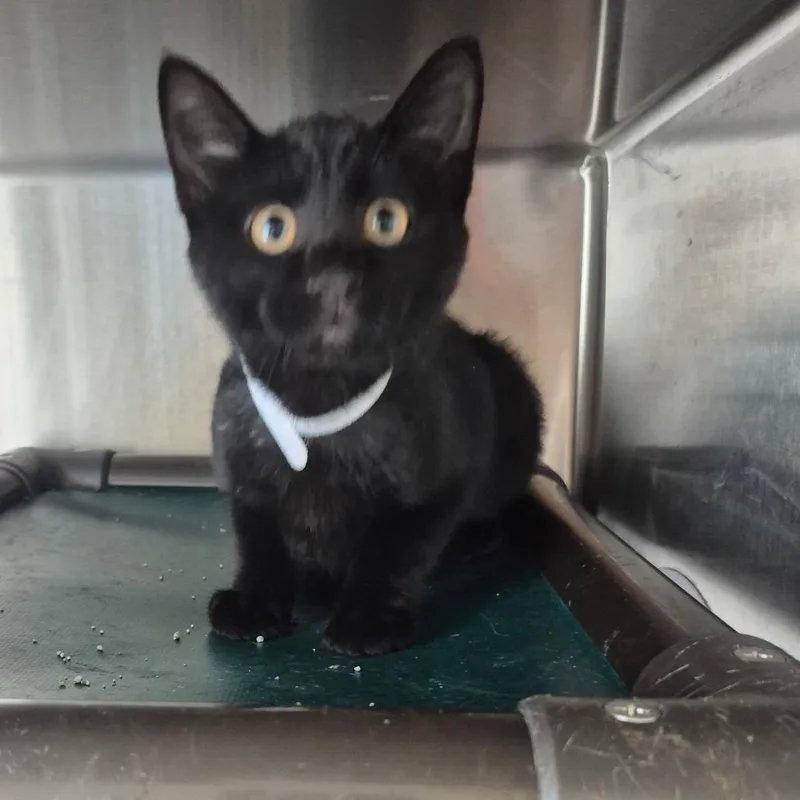 A baby small-sized female Black American Shorthair cat named Licorice for adoption in Kingman, KS