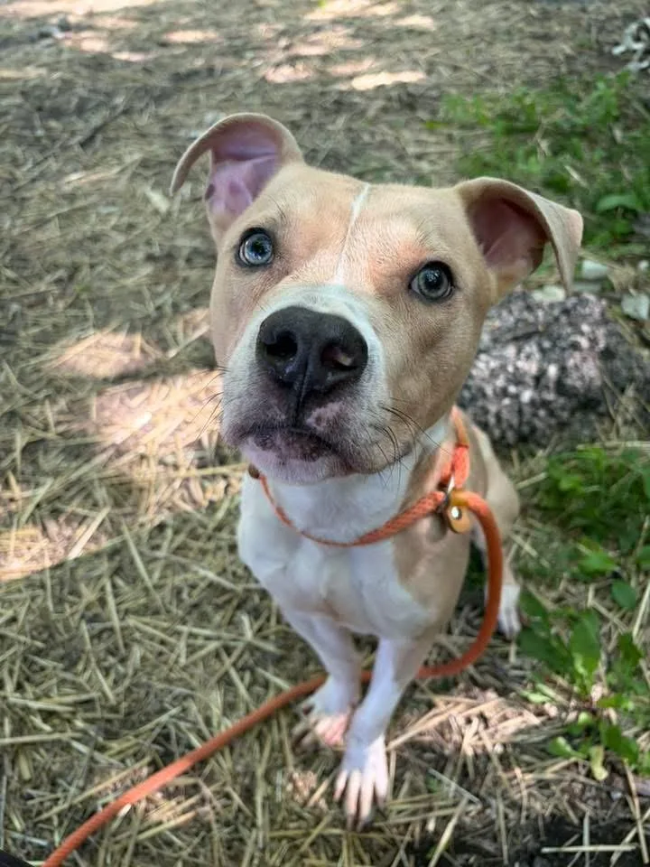 An adult medium-sized male Yellow / Tan / Blond / Fawn Pit Bull Terrier dog named Nantucket for adoption in Chicago, IL