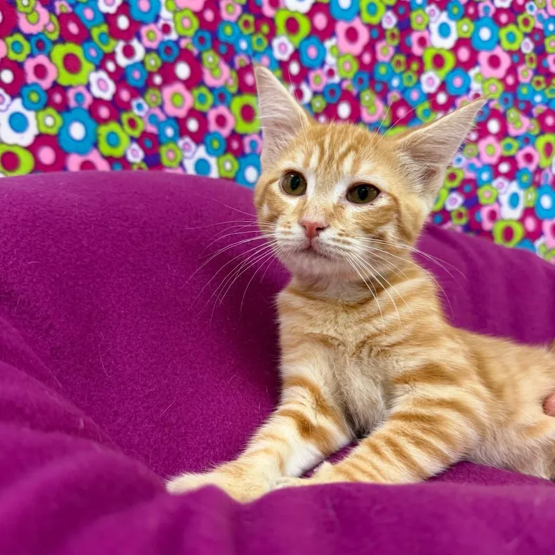 A baby small-sized female Orange / Red Domestic Short Hair cat named Bam Bam for adoption in Deerfield, IL