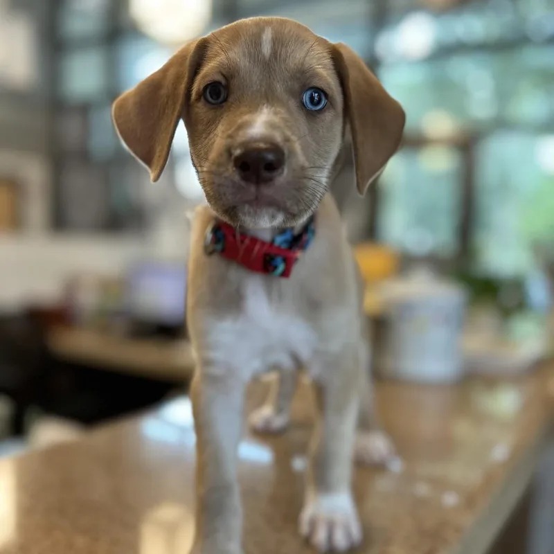 A young large-sized male Yellow / Tan / Blond / Fawn Mixed Breed dog named Reef for adoption in Jacksonville, FL
