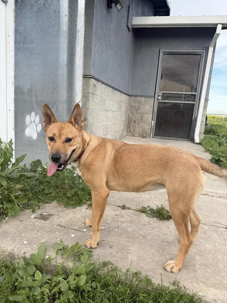 A young large-sized female Shepherd dog named Nala for adoption in Stockton, CA