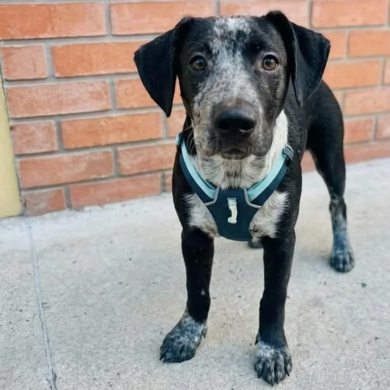 A baby medium-sized male Labrador Retriever dog named Archie for adoption in San Diego, CA