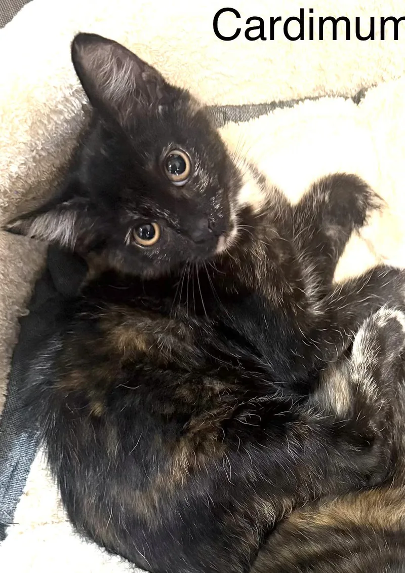 A baby small-sized female Dilute Tortoiseshell Domestic Medium Hair cat named Cardimum for adoption in Annapolis, MD