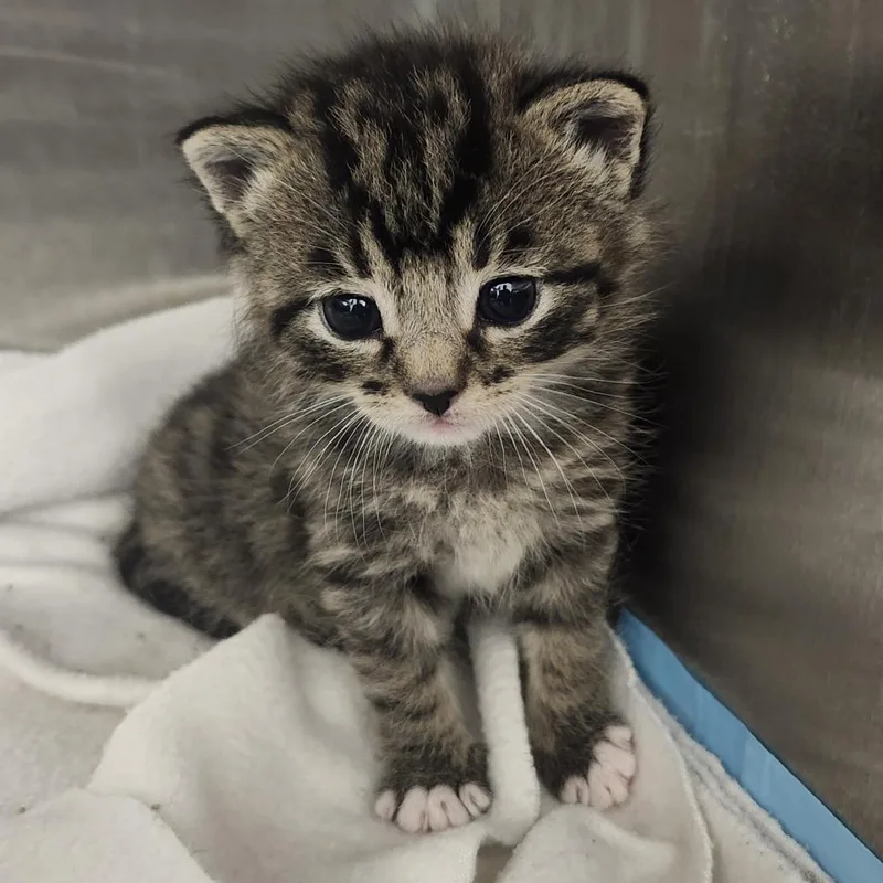 A baby small-sized male Brown / Chocolate Domestic Short Hair cat named Dill for adoption in Middletown, OH
