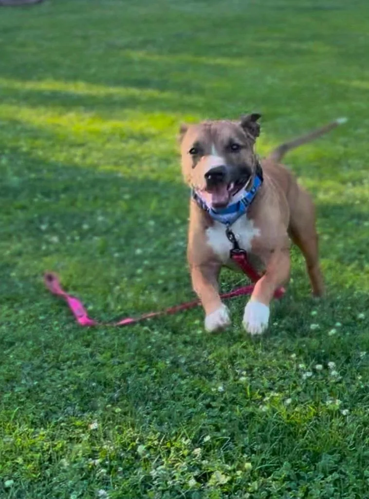 An adult medium-sized male Pit Bull Terrier dog named Fish for adoption in Kettering, OH
