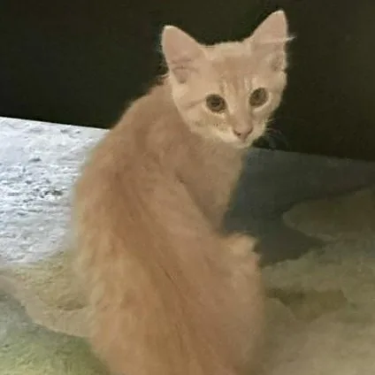 A baby medium-sized male Tabby (Orange / Red) Tabby cat named Jon  Fun and for adoption in Hoquiam, WA