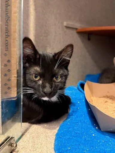A baby small-sized male Domestic Short Hair cat named Apollo for adoption in Washington, DC
