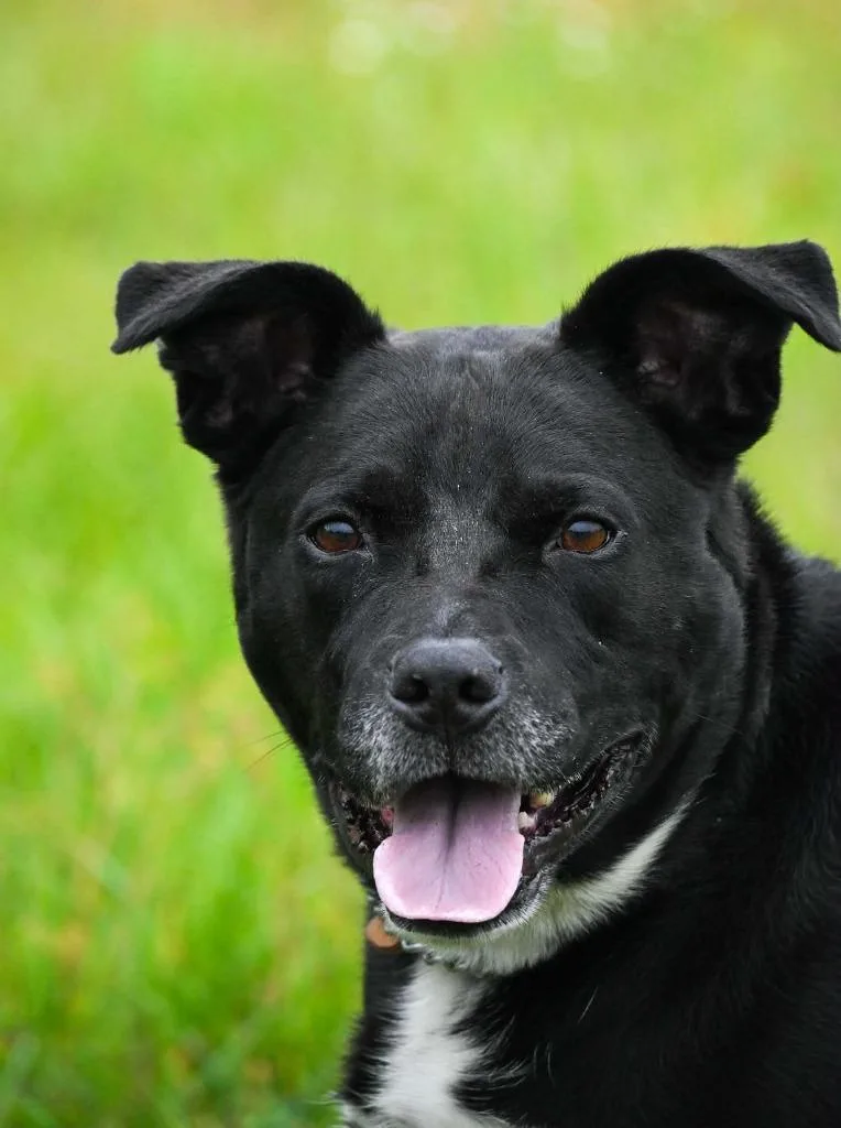 An adult large-sized male Labrador Retriever dog named Jake for adoption in Lagrange, IN