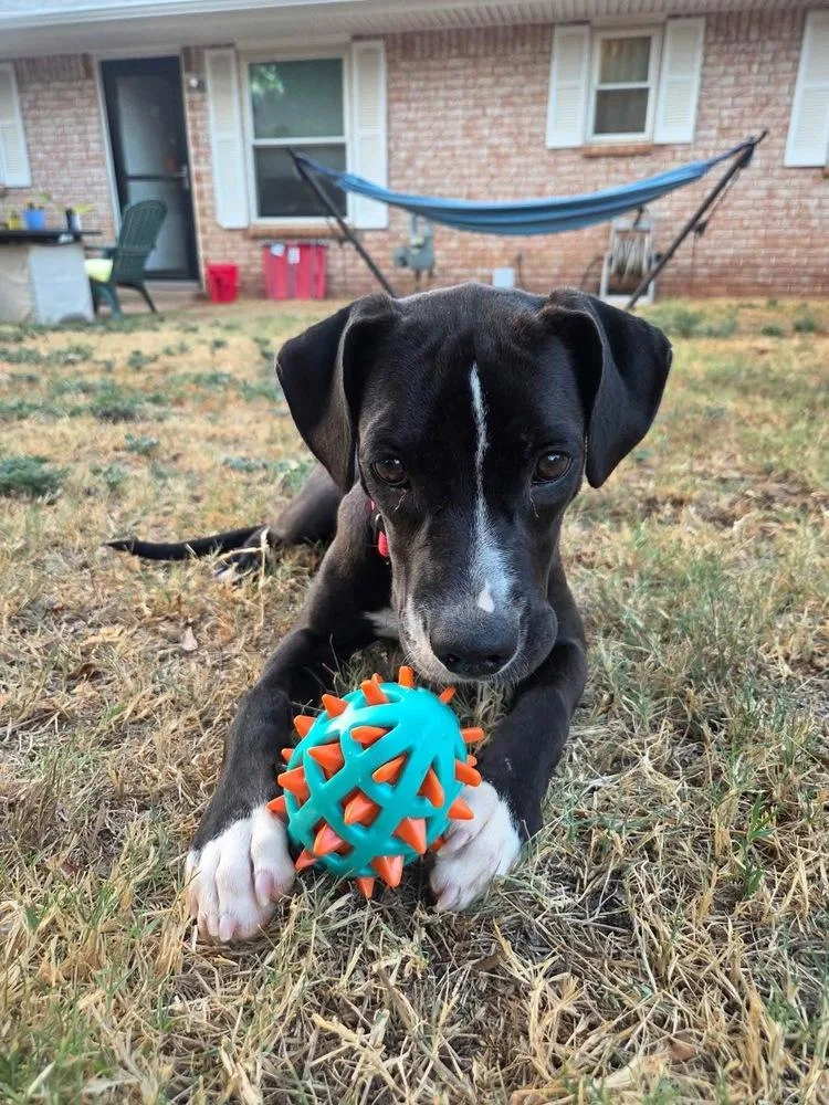A baby large-sized female Labrador Retriever dog named Sydney for adoption in Shawnee, OK