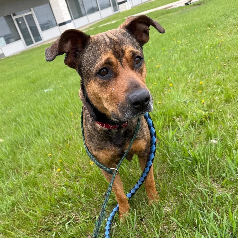 An adult medium-sized female Brown / Chocolate Shepherd dog named Dizzy for adoption in Normal, IL