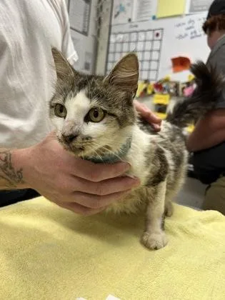 An adult small-sized female Domestic Short Hair cat named Scarlett for adoption in Athens, GA