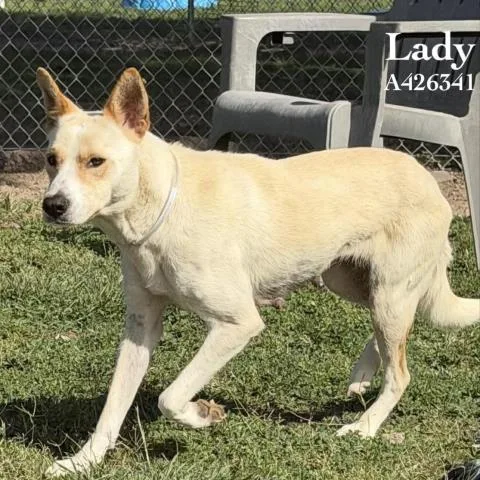 An adult medium-sized female Labrador Retriever dog named Lady for adoption in Conroe, TX