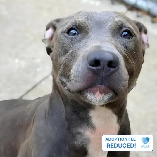 A young medium-sized female Bicolor Pit Bull Terrier dog named Sea Lettuce for adoption in Naperville, IL