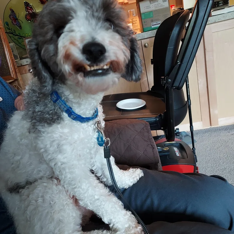 An adult small-sized male Gray / Blue / Silver Havanese dog named Tayo for adoption in Milwaukie, OR
