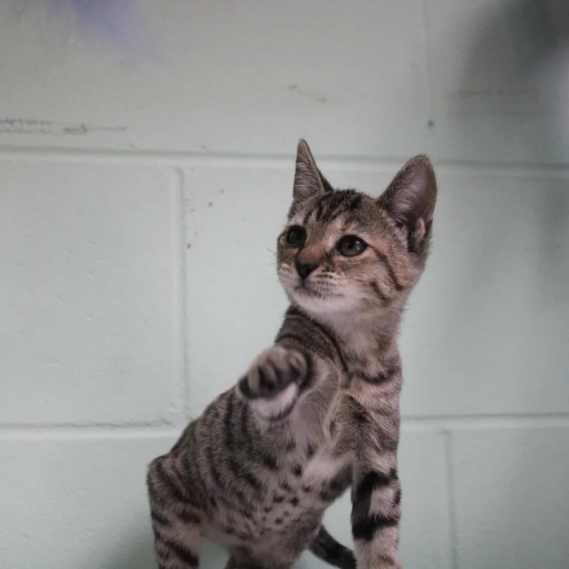 A baby small-sized female Brown / Chocolate Domestic Short Hair cat named Mira for adoption in Valley, AL