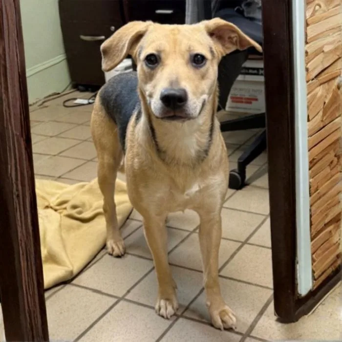 An adult medium-sized female Yellow / Tan / Blond / Fawn Hound dog named Serena for adoption in Erie, PA
