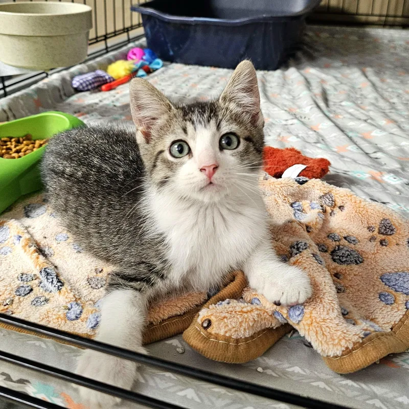 A baby medium-sized male Tabby (Buff / Tan / Fawn) Domestic Short Hair cat named Bluey for adoption in Searcy, AR