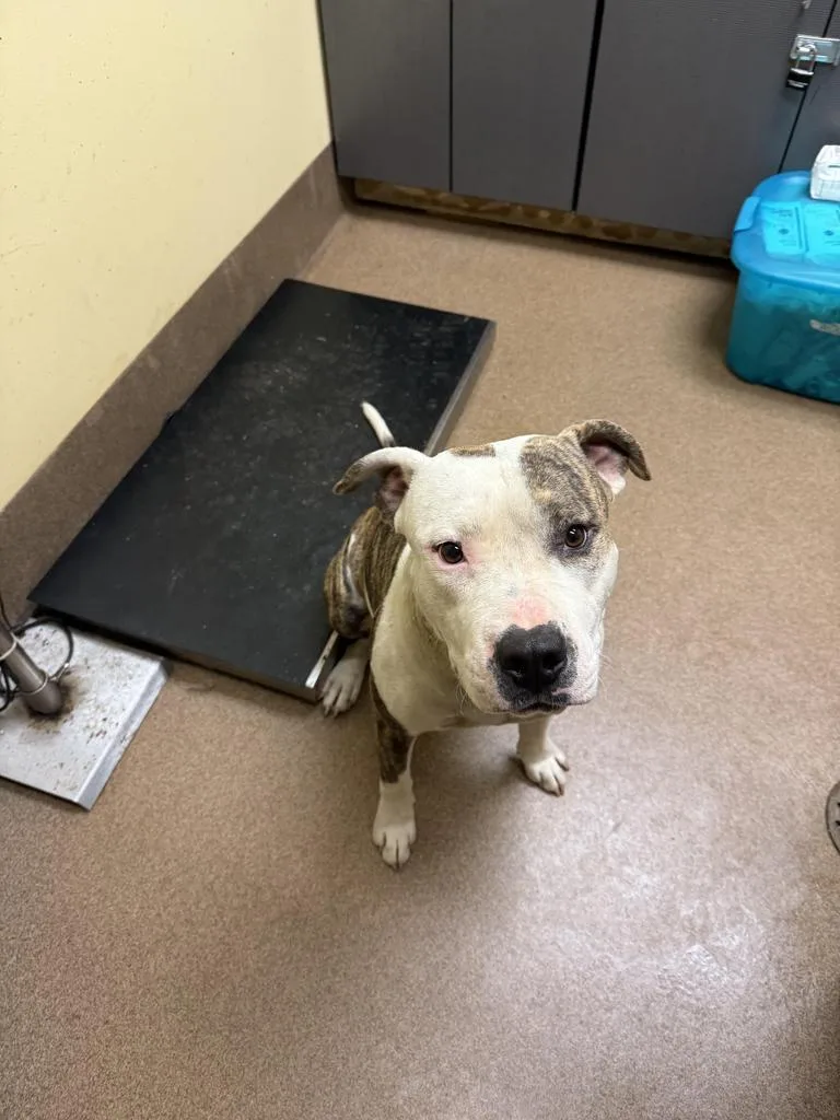 An adult medium-sized male Mixed Breed dog named Meatball for adoption in Florence, SC