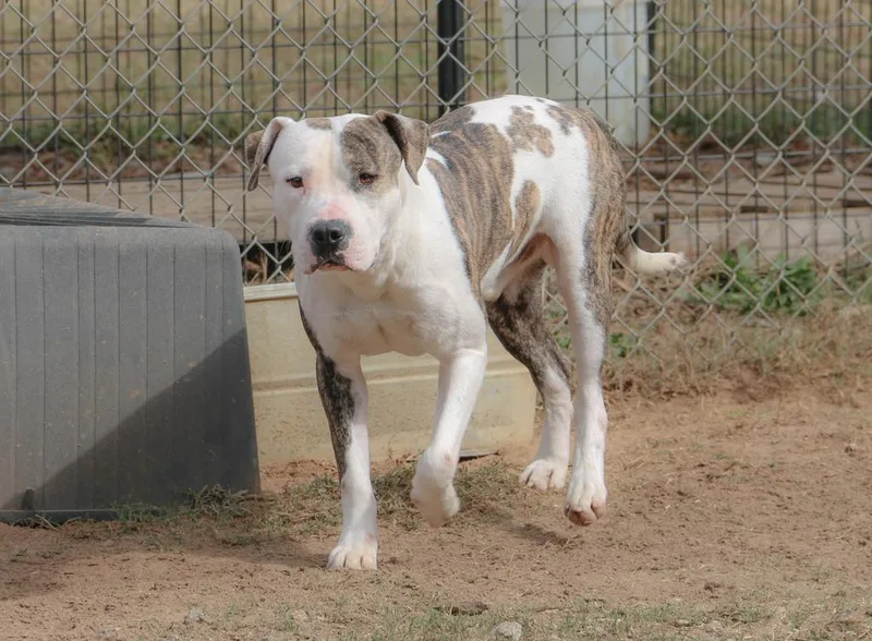 Meatball thumbnail 2