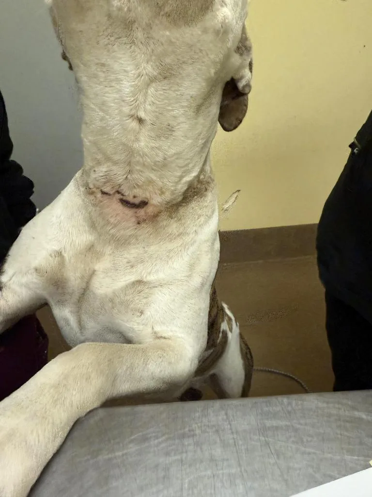 Meatball thumbnail 3