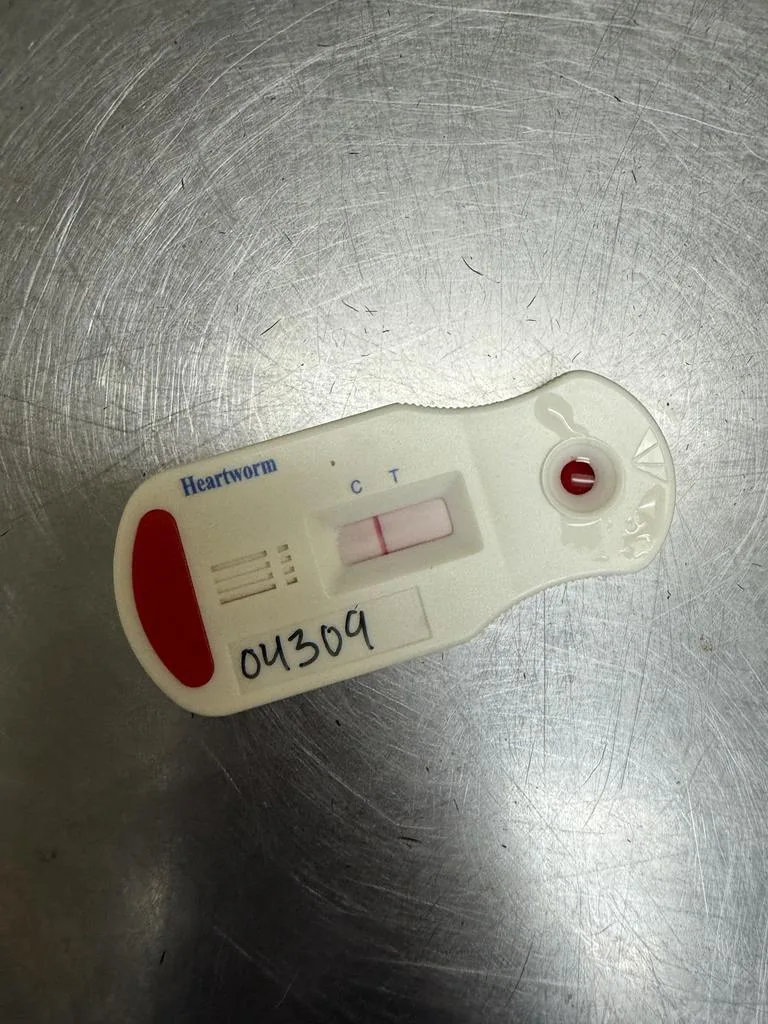 Meatball thumbnail 6