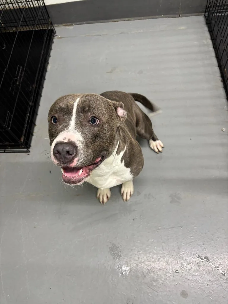 A young medium-sized male Pit Bull Terrier dog named Deacon for adoption in Findlay, OH