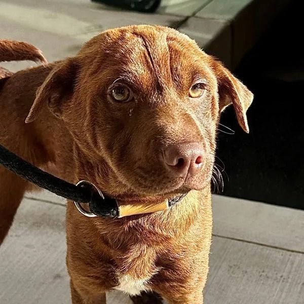 A young small-sized male Shar-Pei dog named Louis Armstrong for adoption in Walnut Creek, CA