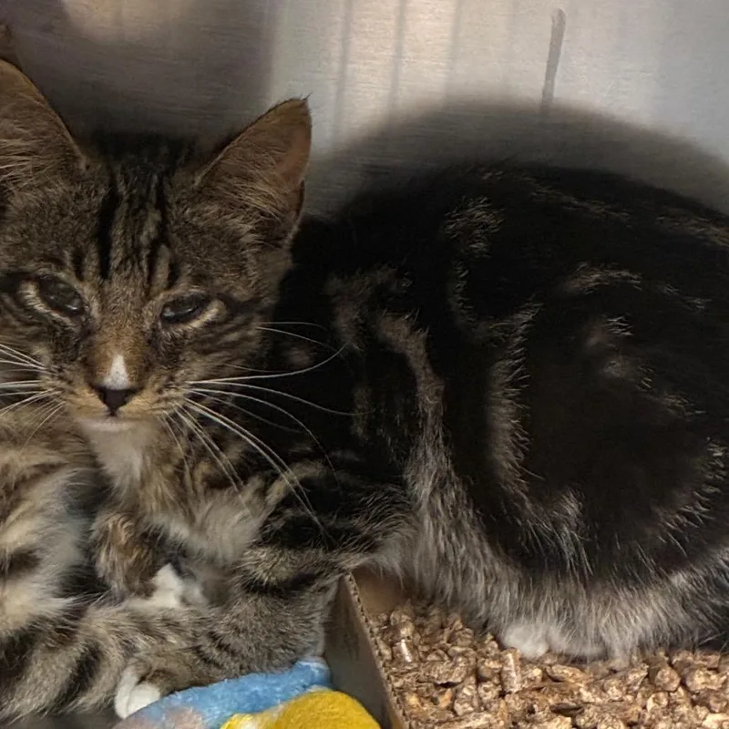 A baby small-sized male Gray / Blue / Silver Domestic Short Hair cat named Rudy for adoption in Newark, NJ