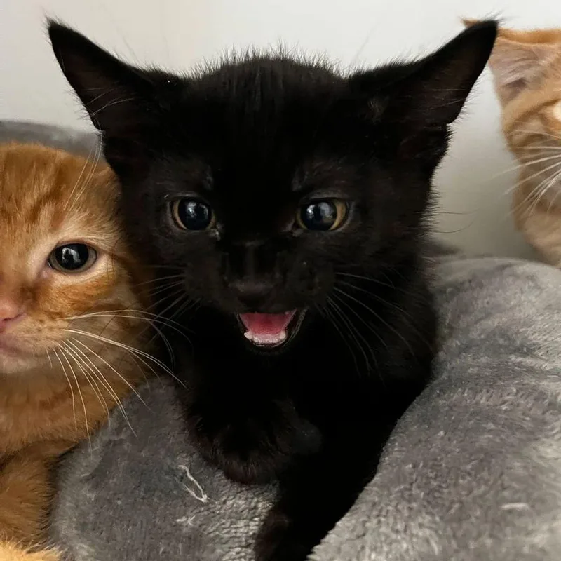 A young medium-sized male Black Domestic Short Hair cat named Marina for adoption in Kingman, AZ