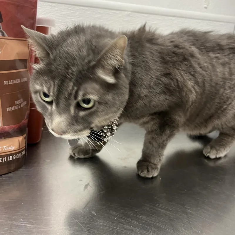 A senior medium-sized male Gray / Blue / Silver Domestic Short Hair cat named Flash Slothmore for adoption in Henderson, NV