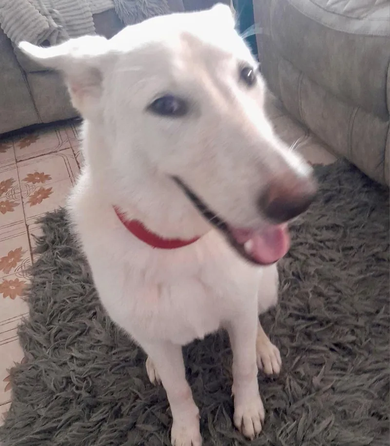 A young medium-sized female Shepherd dog named Luna for adoption in Lake Hopatcong, NJ