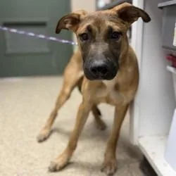 A young large-sized male Brown / Chocolate Black Mouth Cur dog named Redbull for adoption in Bullhead City, AZ