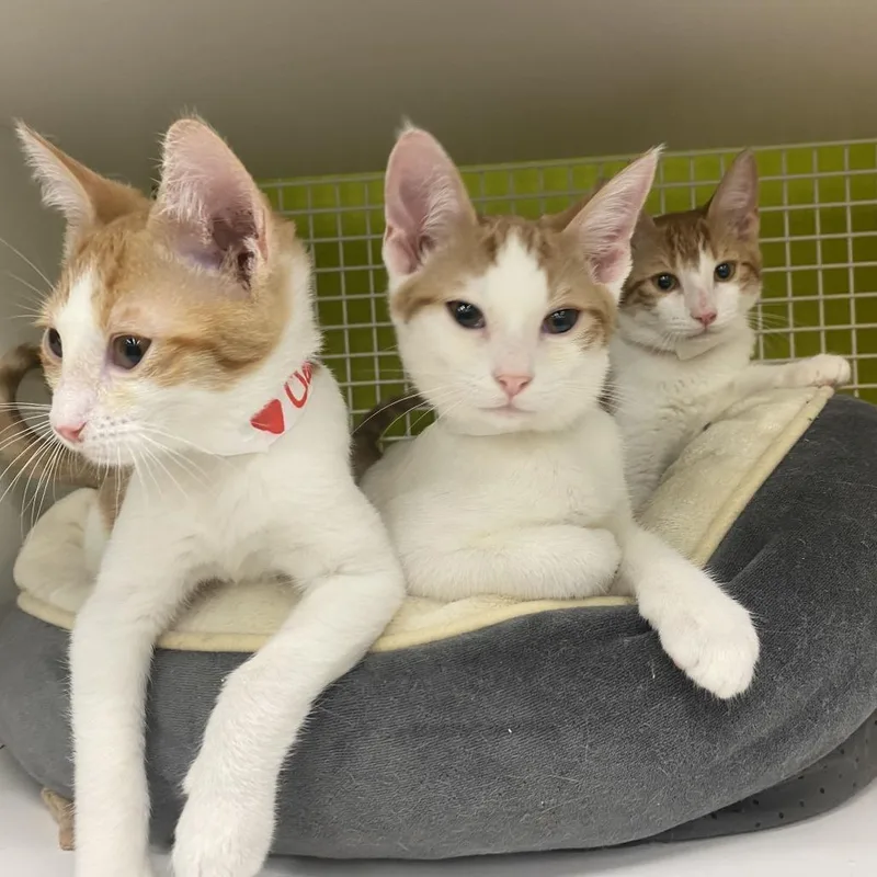 A baby small-sized male Orange / Red Domestic Short Hair cat named Clifford for adoption in Tallahassee, FL