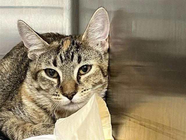 A baby small-sized female Brown / Chocolate Domestic Short Hair cat named Honda for adoption in Tavares, FL