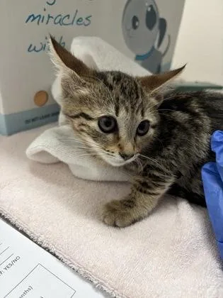 A baby small-sized female Gray / Blue / Silver Domestic Short Hair cat named Talea for adoption in Sacramento, CA